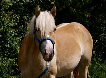 Edelbluthaflinger, Caballo castrado, 3 años, Alazán