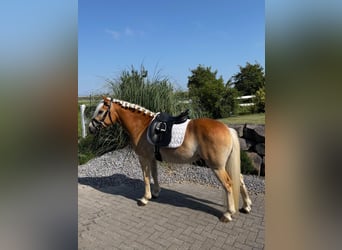 Edelbluthaflinger, Caballo castrado, 4 años, 147 cm, Alazán