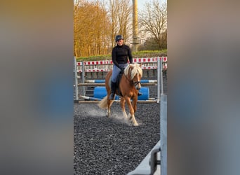 Edelbluthaflinger, Caballo castrado, 4 años, 147 cm, Alazán