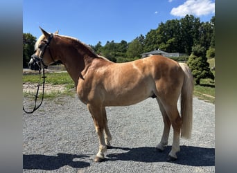 Edelbluthaflinger, Caballo castrado, 4 años, 148 cm