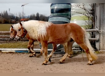 Edelbluthaflinger, Caballo castrado, 4 años, 155 cm, Alazán