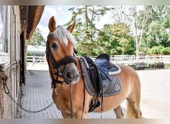 Edelbluthaflinger, Caballo castrado, 5 años, 152 cm, Alazán