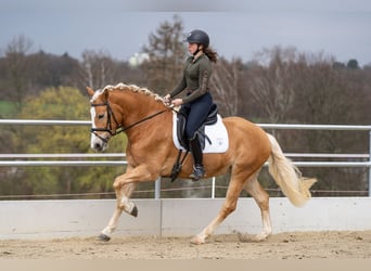 Edelbluthaflinger, Caballo castrado, 5 años, 156 cm, Palomino