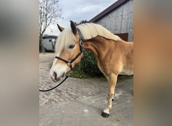 Edelbluthaflinger, Caballo castrado, 6 años, 156 cm, Palomino