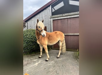 Edelbluthaflinger, Caballo castrado, 6 años, 156 cm, Palomino