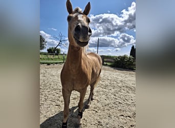 Edelbluthaflinger, Caballo castrado, 7 años, 149 cm, Alazán