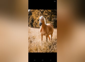 Edelbluthaflinger, Caballo castrado, 7 años, 157 cm, Alazán