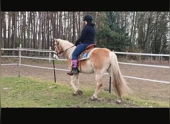 Edelbluthaflinger, Caballo castrado, 8 años, 153 cm, Alazán