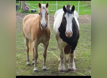 Edelbluthaflinger, Caballo castrado, 8 años, 153 cm, Alazán