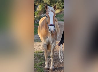 Edelbluthaflinger, Caballo castrado, 8 años, 153 cm, Alazán