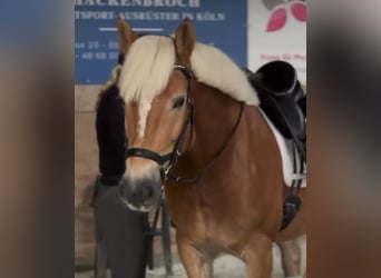Edelbluthaflinger, Caballo castrado, 9 años, 151 cm, Alazán