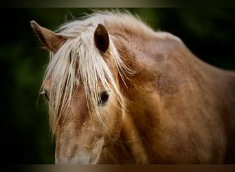 Edelbluthaflinger, Castrone, 11 Anni, 151 cm, Sauro