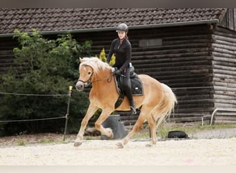 Edelbluthaflinger, Castrone, 11 Anni, 151 cm, Sauro