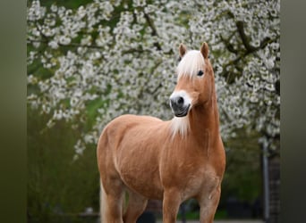 Edelbluthaflinger, Castrone, 11 Anni, 151 cm, Sauro