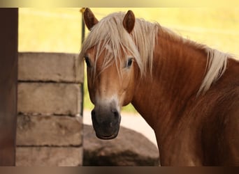 Edelbluthaflinger, Castrone, 11 Anni, 151 cm, Sauro