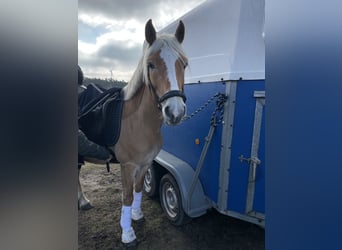 Edelbluthaflinger, Castrone, 11 Anni, 152 cm, Palomino