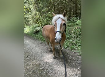 Edelbluthaflinger, Castrone, 12 Anni, 146 cm, Sauro
