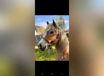 Edelbluthaflinger, Castrone, 12 Anni, 148 cm, Sauro