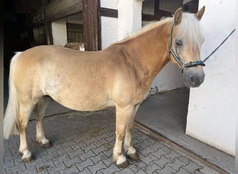 Edelbluthaflinger, Castrone, 15 Anni, 145 cm, Sauro