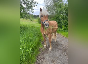 Edelbluthaflinger, Castrone, 15 Anni, 160 cm, Sauro