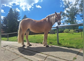 Edelbluthaflinger, Castrone, 16 Anni