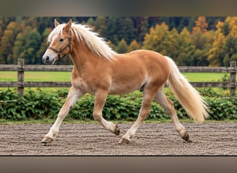 Edelbluthaflinger, Castrone, 2 Anni, 146 cm