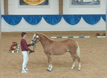 Edelbluthaflinger, Castrone, 2 Anni, 146 cm, Sauro