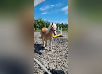 Edelbluthaflinger, Castrone, 2 Anni, 147 cm