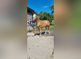 Edelbluthaflinger, Castrone, 2 Anni, 147 cm