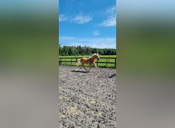 Edelbluthaflinger, Castrone, 2 Anni, 147 cm