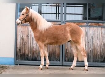 Edelbluthaflinger, Castrone, 2 Anni, 147 cm, Sauro