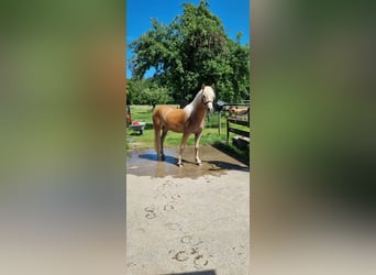 Edelbluthaflinger, Castrone, 2 Anni, 148 cm