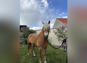 Edelbluthaflinger, Castrone, 2 Anni, 148 cm, Sauro