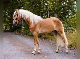 Edelbluthaflinger, Castrone, 2 Anni, 149 cm, Sauro