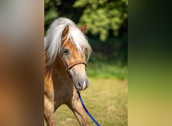 Edelbluthaflinger, Castrone, 3 Anni, 145 cm, Sauro