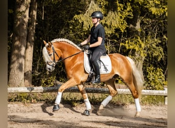 Edelbluthaflinger, Castrone, 3 Anni, 147 cm, Sauro