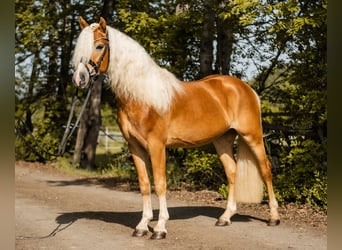 Edelbluthaflinger, Castrone, 3 Anni, 147 cm, Sauro
