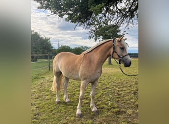 Edelbluthaflinger, Castrone, 3 Anni, 149 cm, Sauro