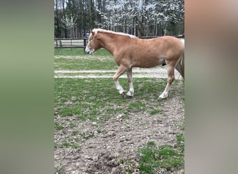 Edelbluthaflinger, Castrone, 3 Anni, 150 cm, Baio chiaro