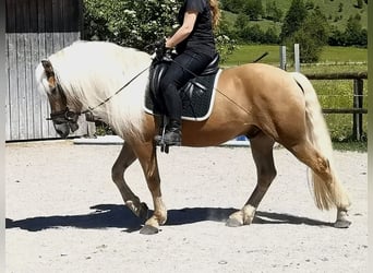 Edelbluthaflinger, Castrone, 4 Anni, 150 cm, Sauro