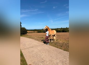 Edelbluthaflinger, Castrone, 5 Anni, 155 cm, Sauro