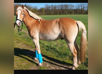 Edelbluthaflinger, Castrone, 8 Anni, 153 cm, Sauro