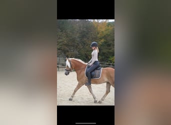 Edelbluthaflinger, Castrone, 8 Anni, 154 cm