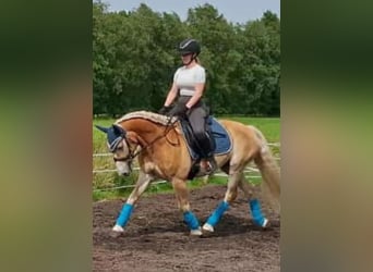 Edelbluthaflinger, Castrone, 9 Anni, 146 cm