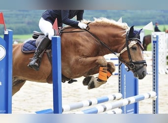 Edelbluthaflinger, Castrone, 9 Anni, 151 cm, Sauro