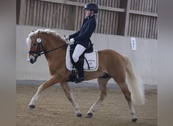 Edelbluthaflinger, Étalon, 14 Ans, 145 cm, Alezan