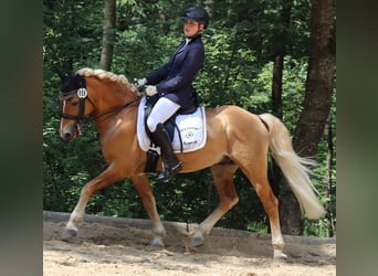 Edelbluthaflinger, Étalon, 14 Ans, 145 cm, Alezan