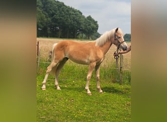 Edelbluthaflinger, Étalon, 1 Année, Alezan
