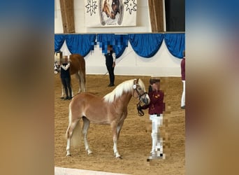 Edelbluthaflinger, Étalon, 2 Ans, 148 cm, Alezan