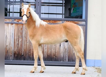 Edelbluthaflinger, Étalon, 2 Ans, 150 cm, Alezan